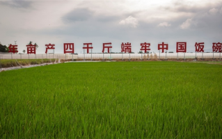 第一次！中国杂交水稻亩产超4000斤：连中三季 ！