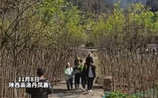 商洛强砍3万多棵国槐树且无补偿？当地政府回应：耕地上不管什么树都要砍！
