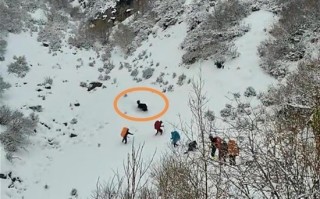 博主称登山队青海遭野牦牛攻击 官方：保护区是封闭状态 ！