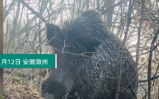 男子上山放羊突遇300斤野猪！直言：对峙几秒后，野猪扭头跑了，吓死人了 ！