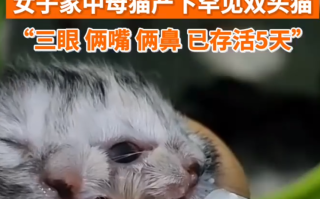 母猫生下双头猫3眼2嘴2鼻： 罕见双头猫已存活5天 ！