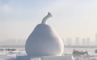 哈尔滨冻梨不光摆盘还雕出来了：新“地标”冻梨大雪雕上线 ！