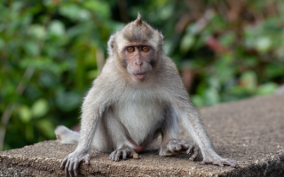 美国实验用猴又跑了:被指携带病毒 具有攻击性 ! 美国实验用猴又跑了:被指携带病毒 具有攻击性 !