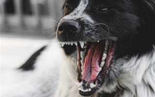 禁养的烈性犬伤人谁之过 最高法明确：犬主人无条件全责 ！