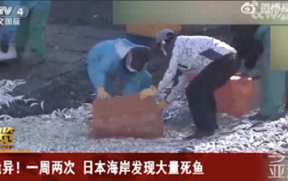 日海岸现死鱼 官员称与核污染水无关：可能死于缺氧 ！
