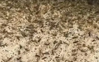 广州一条村被大量巨型蚊包围 ！相关部门：天气原因导致，已制定驱蚊措施 ！