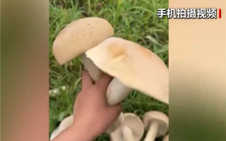 广西发现巨型蘑菇需4人才可抬起 医生：不建议食用 !