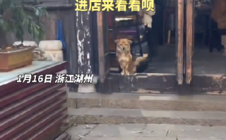 狗狗在店门口摇头晃脑招揽客人：非常粘人 活泼可爱 ！