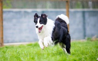 不养边牧的十大理由（了解为什么不适合养边牧犬）