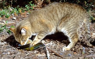 新西兰启动野猫清零计划：2050年前杀光 一只不留！ 