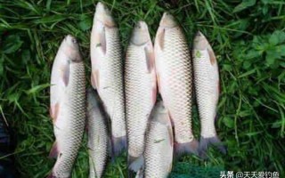 鱼线怎么打结最牢固（钓鱼高手常用的鱼线打结方式） ！