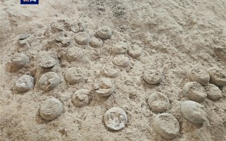 全球罕见！湖北首次发现3枚结晶恐龙蛋化石：内部闪闪发光 ！