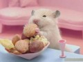 仓鼠不吃鼠粮应对办法（解决仓鼠不进食鼠粮的方法） ！