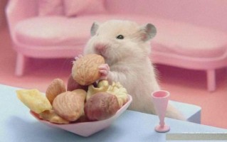 仓鼠不吃鼠粮应对办法（解决仓鼠不进食鼠粮的方法） ！