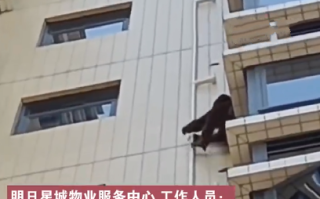 广东有猩猩爬居民楼?物业:没抓住，没想到它身手矫健，目前不知所踪 ！