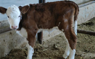 赤峰市首例胚胎移植西门塔尔纯种牛诞生：体格大、肌肉多 ！