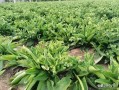 俄罗斯饲料菜产量有多高（俄罗斯饲料菜的种植方法） ！
