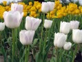 郁金香的花语是什么（揭示郁金香花的象征含义） !