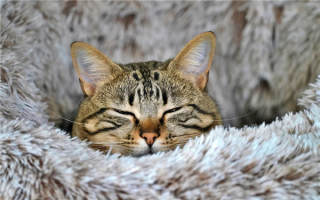 猫咪舔毛正欢 下一秒突然离世 兽医科普：遇到“猫咪杀手” ！