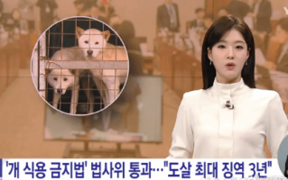 韩国成功立法取缔狗肉产业：但大量从业者不答应 ！