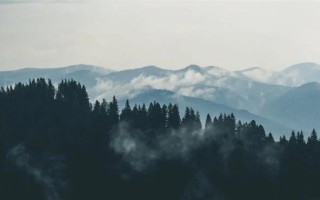 科研人员发现木本植物新种：荔波金丝桃 ！