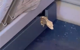 高铁座椅钻出活蜥蜴 12306回应：初步判断是旅客偷带上车 ！