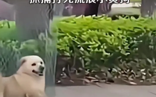 重庆高校打死流浪狗保安已被停职: 确存在不当行为 !