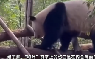 大熊猫和叶因伤暂停营业 ！官方： 已第一时间检查并涂药观察！