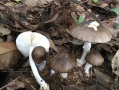 一家7口吃野蘑菇2人死亡2人进ICU：疑为假褐云斑鹅膏、伤害脏器 !