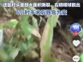 甘肃22岁孕妇遭黑熊袭击 通过装死脱险！为什么熊会放过她 !