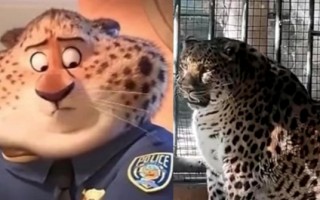四川“豹警官”意外走红：吃成了煤气罐 豹纹都撑开了 ！