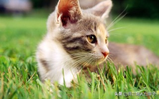 猫咪怎么驱虫（给猫咪驱虫时需要注意的事项有哪些） ！