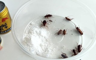 小苏打杀虫最佳配方（如何用小苏打杀蟑螂） !