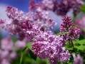 丁香花的养殖方法和注意事项（介绍丁香花的养殖技巧和注意事项） ！