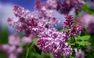 丁香花的养殖方法和注意事项（介绍丁香花的养殖技巧和注意事项） ！