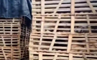 一辆载有950余只猫的运猫车被拦截！当地派出所：相关部门正跟进处理 ！
