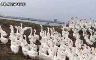 男子申请强执12万获赔1600只鹅：双方达成了“以鹅抵债” ！