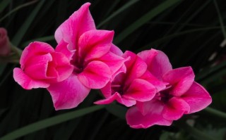 十二月的花神是谁（探寻十二月的代表花神） ！