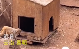 昆明动物园回应猴群与流浪猫共处：游客违规投喂致猴山鼠患 请流浪猫入住捕鼠 ！