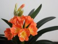 君子兰花谢后是否剪掉花梗（讨论君子兰花谢后是否应剪去花梗） ！
