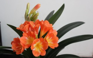 君子兰花谢后是否剪掉花梗（讨论君子兰花谢后是否应剪去花梗） ！