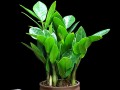 客厅风水植物Top10（适合客厅布置的十种风水植物）！