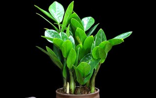 客厅风水植物Top10（适合客厅布置的十种风水植物）！