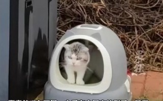 春节前是弃养宠物高峰期 身价上万的宠物被扔到街上 ！