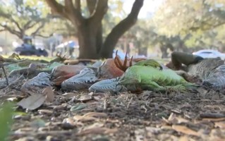 美国又遭强烈冬季风暴 佛罗里达州再现天降蜥蜴景象 ！