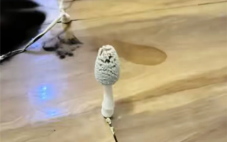 湖北一网友国庆出门后家里长蘑菇 专家：学名灰盖拟鬼伞 可食用 !