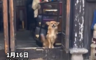 女子古镇游玩遇到会揽客的狗狗：只要你跟它对视一眼，它就有办法让你进店购物 ！