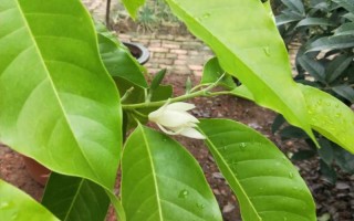双子叶植物是否带有胚乳（解答双子叶植物是否具有胚乳） ！