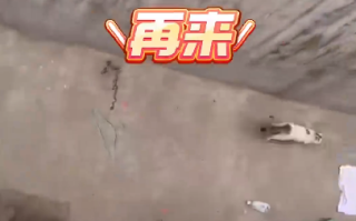 猫咪犟种附体欲跳对面房顶连摔3次 ！网友：看来它是想把9条命用完 ！