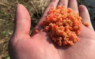 野钓鲫鱼怎么打窝更准确（钓鲫鱼如何打窝效果才好） ！